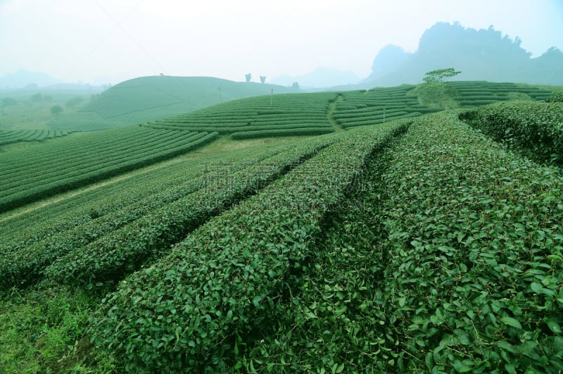 茶树,山,越南,山罗,乡村,金马仑高原,恰恰舞,慕那尔,茶,日本