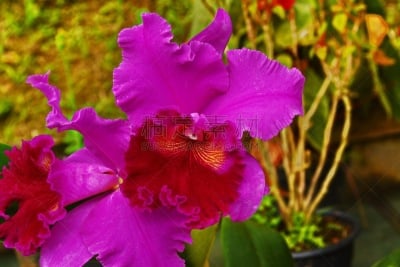 兰花,自然美,美,休闲活动,水平画幅,无人,特写,洋兰,植物
