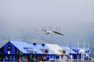 海鸥,新西兰,水,天空,新的,观测点,湖,白色,海滩,海鸟