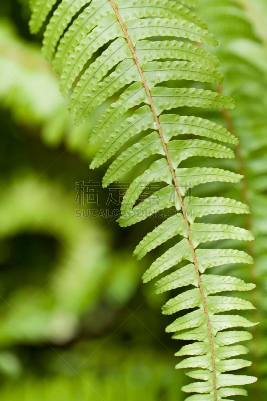 叶肉,tiger fern,木质部,形态学,肺叶,叶绿体,垂直画幅,纹理效果,枝繁叶茂