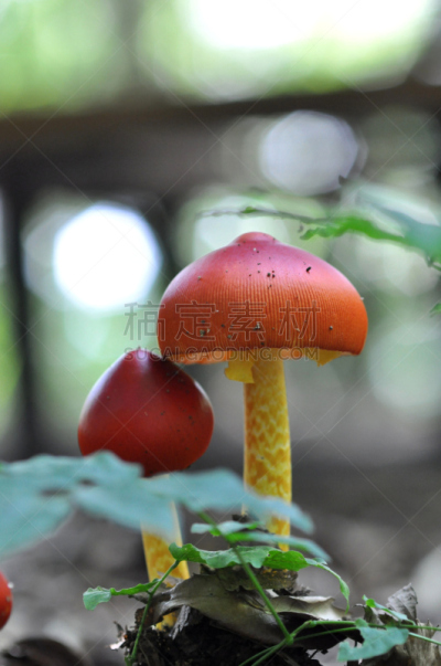 鹅膏菌,垂直画幅,无人,蘑菇,野生植物,食用菌,摄影