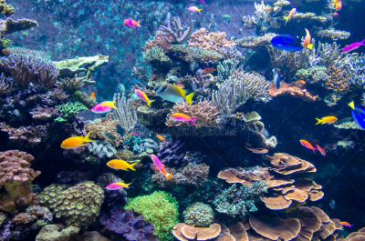 水族馆,珊瑚,鱼类,多色的,礁石,鱼缸,海洋,阳光光束,人工饲养动物,风景