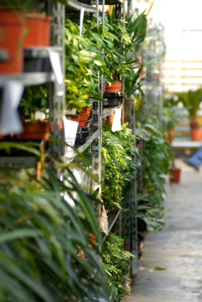植物馆,植物群,皇后伞树,垂直画幅,成一排,绿色,无人,散焦,架子,商店
