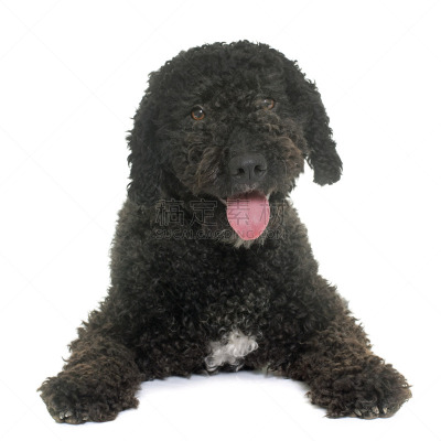 水,西班牙,狗,纯种犬,白色背景,葡萄牙水犬,背景分离,小狗,方形画幅,黑色