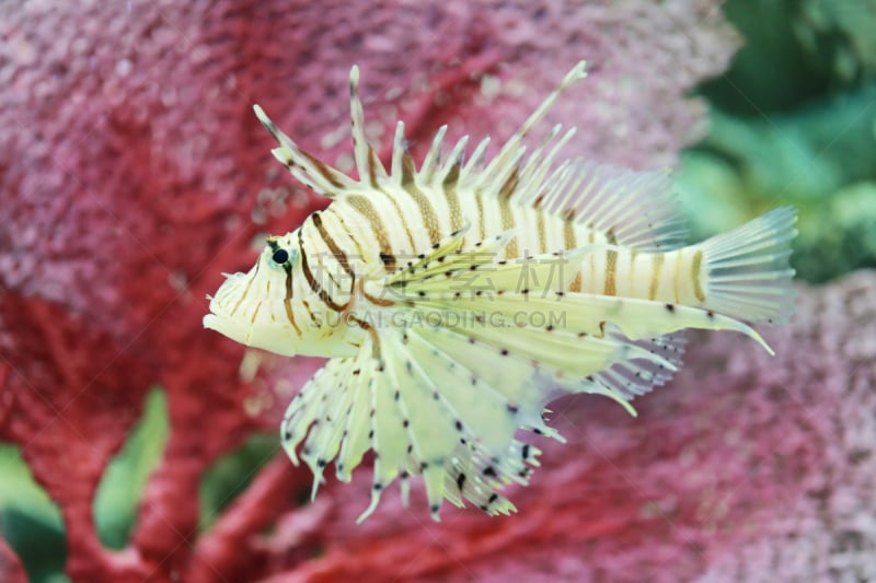 水族馆,魔鬼火鱼,海洋,亚洲,蓑鲉,鹭管鱼,公亩,鸡尾酒,水,褐色