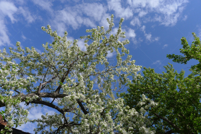 苹果花,托姆斯克州,天空,风,水平画幅,户外,云景,明亮,俄罗斯,白色