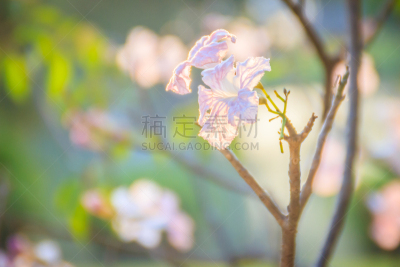 叶子,小号,粉色,枝,鹭管鱼,蔷薇属,特写,树,花