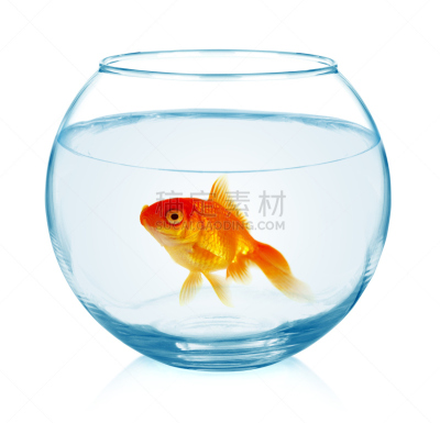 金鱼,鱼缸,鱼类学,玻璃鱼缸,水,水平画幅,水下,玻璃,动物身体部位,偏远的