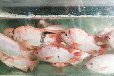餐馆,动物,马来西亚,鱼类,水族馆,罗非鱼,酸,活力,农业,淡水