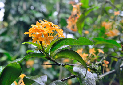 黄色,热带的花,夏威夷大岛,自然,草地,苏美尔文明,水平画幅,夏天,户外,特写
