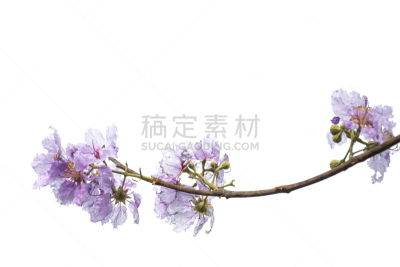 紫色,分离着色,白色背景,紫薇科树,自然,水平画幅,紫罗兰,无人,蓝色,泰国