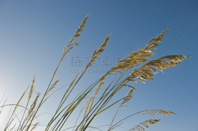海岸野燕麦,北卡罗来纳,草类,大西洋,草,色彩鲜艳,夏天,户外,天空,沙子