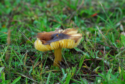 蘑菇,自然,饮食,石南花,水平画幅,秋天,无人,泥土,户外,食用菌