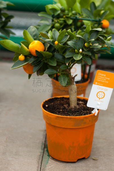 植物,温室,柑橘属,垂直画幅,气候,维生素,偏远的,橙子,桔树,热带气候