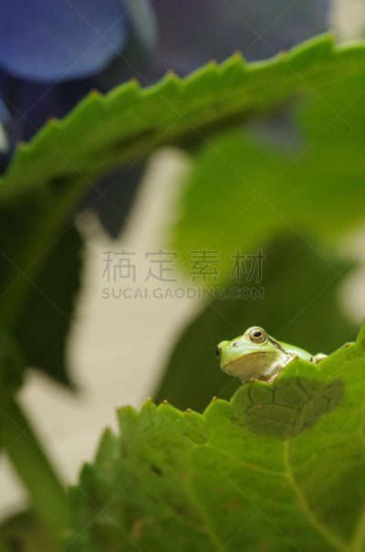 树蛙,雨蛙,hylidae,八仙花属,雨季,垂直画幅,六月,绿色,生物,无人