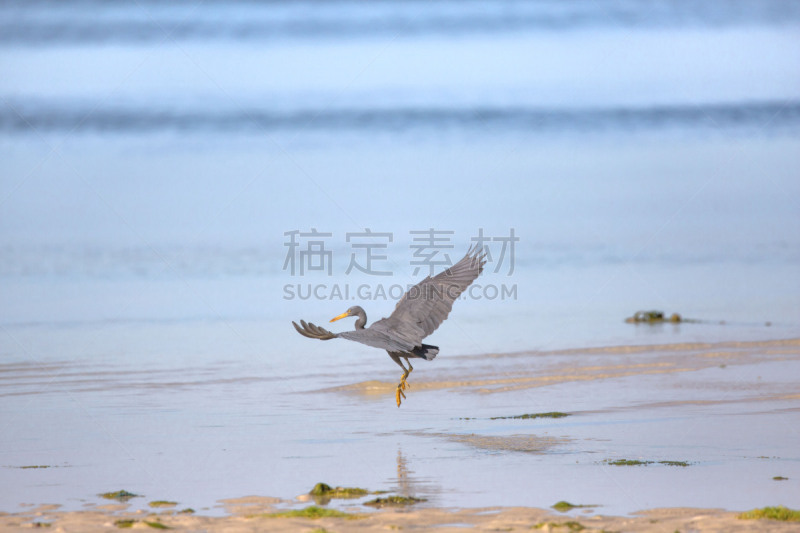 白鹭,岩鹭,海洋,水,蓝色,礁石,太平洋,浅的,退潮,觅食