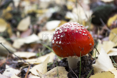 红色,叶子,鹅膏菌,自然,水平画幅,秋天,有毒生物体,毒蝇菇,蘑菇,户外