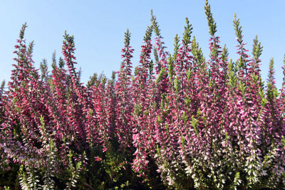 花盆,石南花,多样,灌木,公园,园林,植物,户外,园艺,满画幅