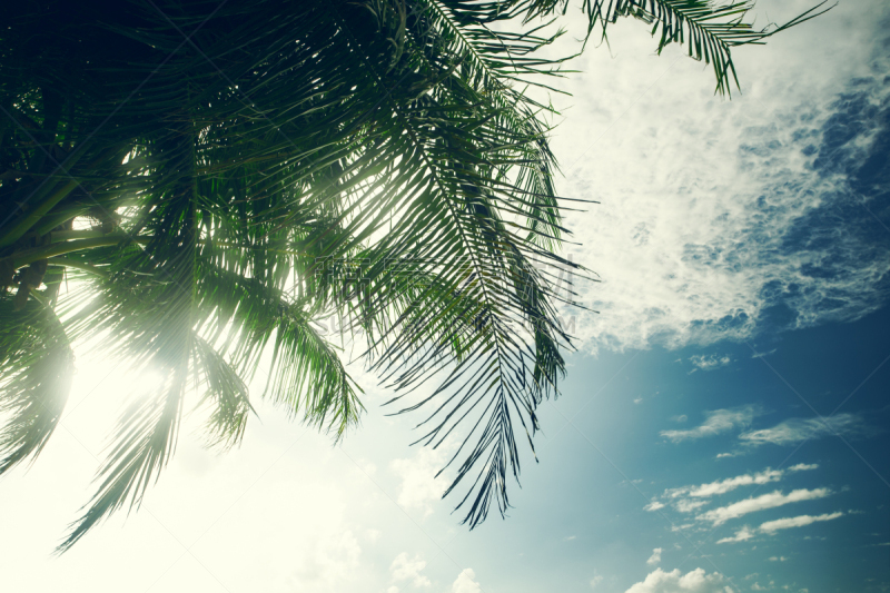 Palm tree at blue sky with clouds at daytime