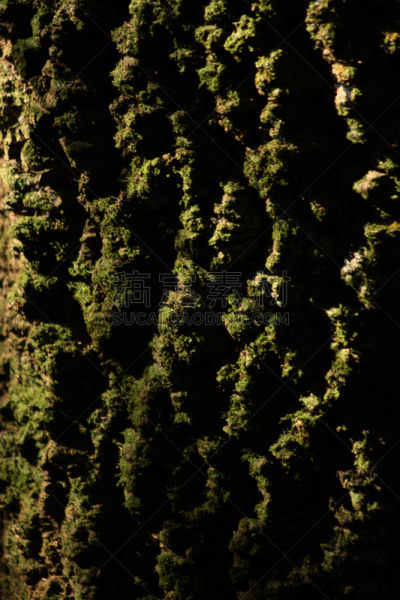 树干,背景,自然,日光,苔藓,垂直画幅,夏天,复杂,生态多样性