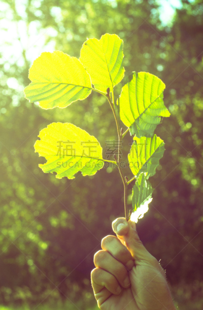 特写,叶子,自然,垂直画幅,式样,秋天,无人,抽象,夏天,生长