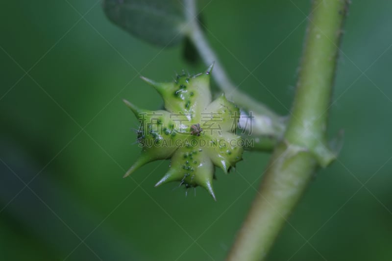 植物,蒺藜科,中医,美,水平画幅,户外,生物学,特写,园艺,大特写