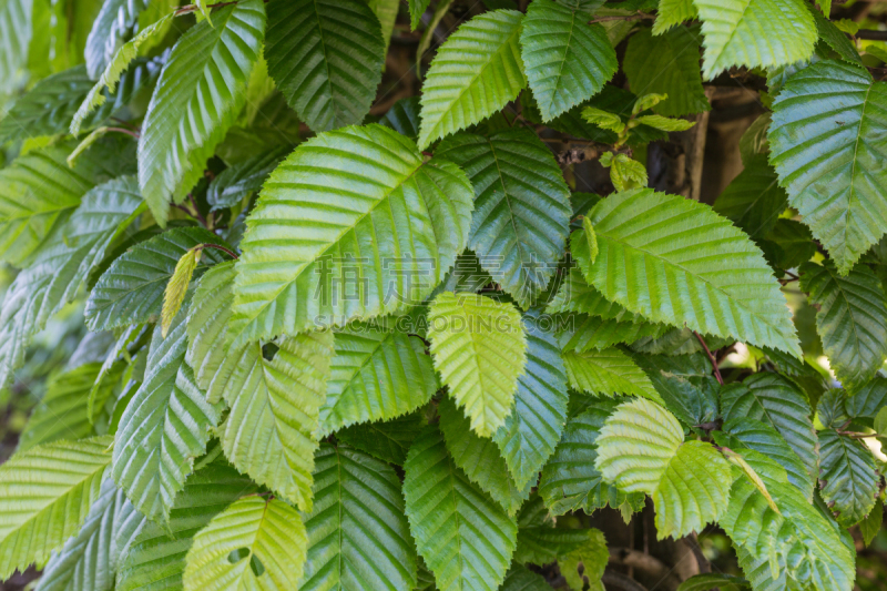 角树,鹭管鱼,自然,水平画幅,绿色,枝繁叶茂,景观设计,无人,欧洲,夏天