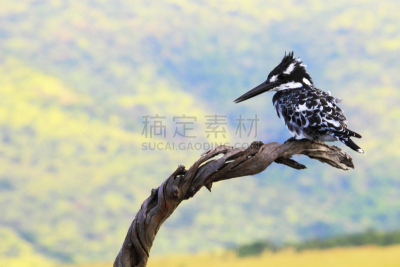杂色翠鸟,枝,底片,太空,自然,野生动物,水平画幅,鸟类,非洲,野外动物