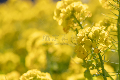 日本,油菜花,千叶县,车站,路,城市,农业,一月,二月,草