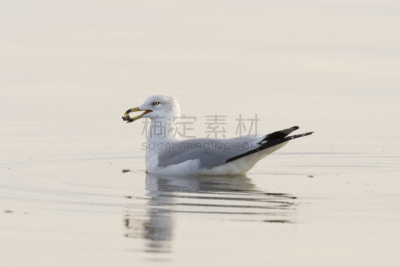环嘴鸥,自然,野生动物,水平画幅,无人,鸟类,野外动物,户外,加利福尼亚,一只动物