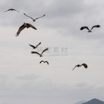 印度河,栗鸢,自然,野生动物,鸟类,冲浪风筝,方形画幅,亚洲,2015年,攀牙湾
