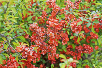 Chaenomeles japonica, also known as Maule's quince, as background.