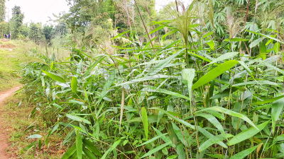 枝繁叶茂,印度,森林,植物群,北,东,绿色,天空,美,水平画幅
