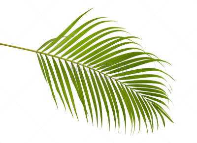 棕榈树,剪贴路径,灌木,白色背景,分离着色,黄色,槟榔属,散尾葵,鸡尾酒,柳条