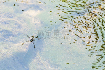水黾,小的,大步行走,水,水平画幅,枝繁叶茂,湿,动物身体部位,户外,特写