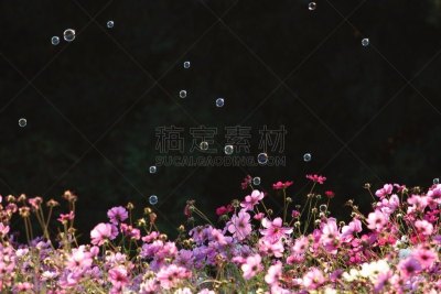 大波斯菊,肥皂泡,两只动物,部分,希腊语,栽培大波斯菊,金鸡菊,九月,吹泡泡,桃色