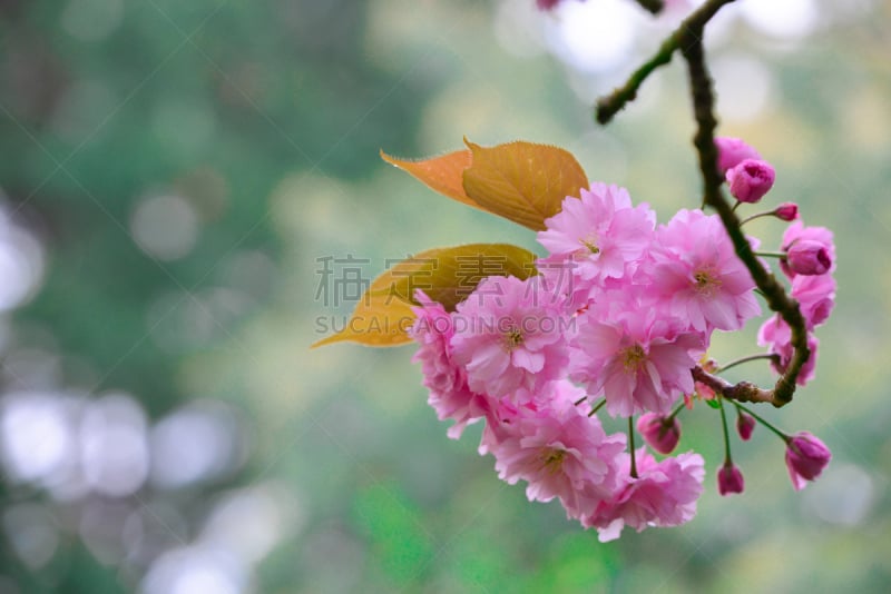 樱花,黄色,叶子,运动模糊,自然美,背景,园林,绿色,美,新的