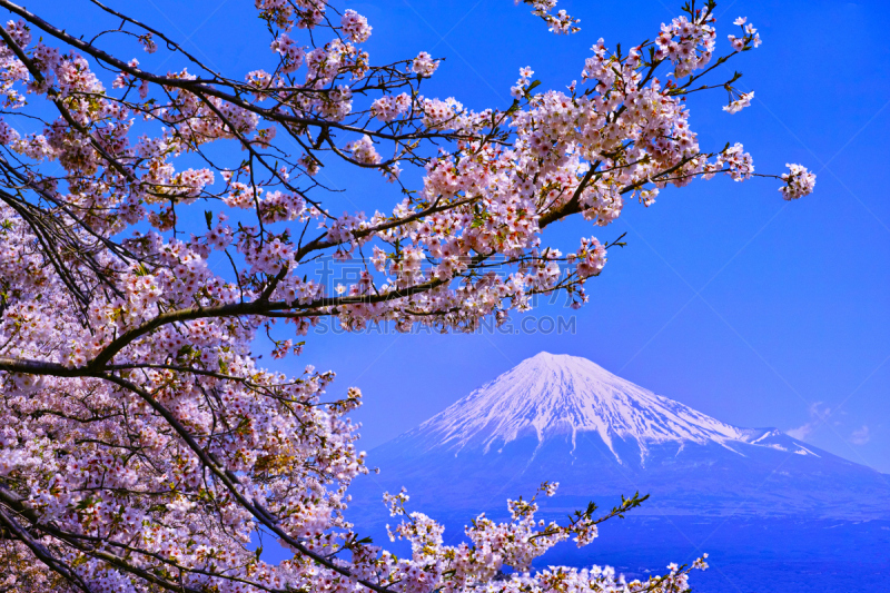 富士市,富士山,笋,花朵,摄像机拍摄角度,樱桃,樱桃树,吉野樱花,静冈县,雪山