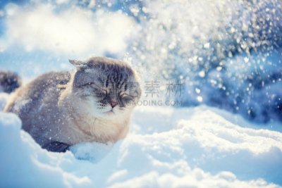 冬天,可爱的,暹罗猫,深雪,美,水平画幅,进行中,雪,户外