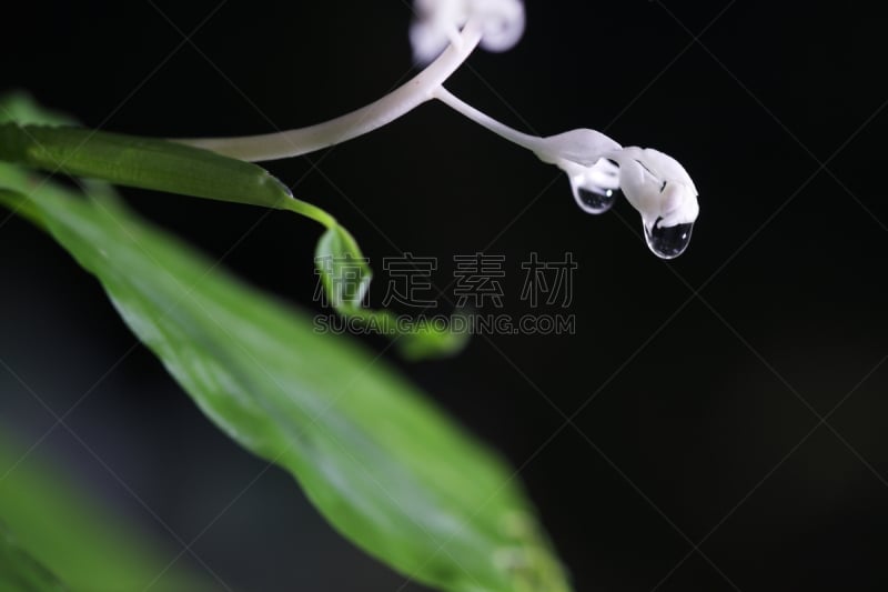 留白,特写,分离着色,黑色背景,白色,美,水平画幅,户外,生姜,泰国