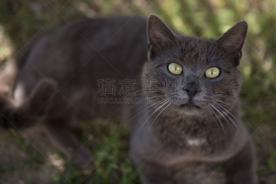 猫,向上看,绿色眼睛,正面视角,高视角,动物身体部位,草坪,草,疲劳的,人的眼睛
