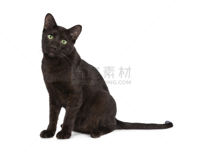 可爱的,绿色眼睛,白色背景,哈瓦那棕猫,小猫,斜靠,看,分离着色,青年人,坐
