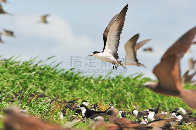 乌黑色燕鸥,鹭鸶,鹤嘴鸟,雁属,自然,水平画幅,无人,鹅肉,丘陵鹅,鸟类