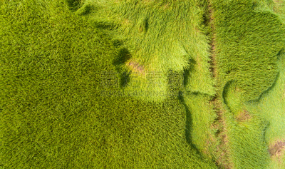 Aerial view of a rice fields in Thailand.