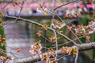 目黑河,樱之花,成年的,女人,户外,四季,春天,色彩鲜艳,粉色,背景