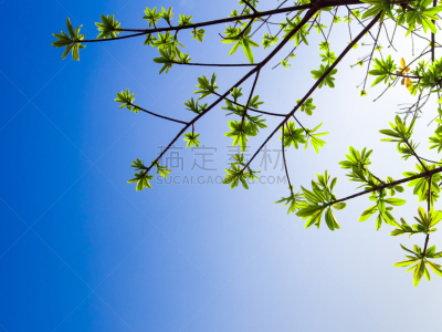 天空,蓝色,日光,清新,叶子,背景,自然,太空,水平画幅,绿色