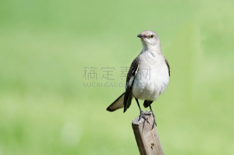 网栅栏,北部知更鸟,棕色鸫鸟,嘲鸫,自然,野生动物,水平画幅,无人,鸟类,野外动物