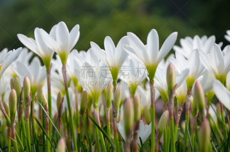 没食子叶,白睡莲,百合花,叶表皮,美,水平画幅,无人,户外,图像,特写