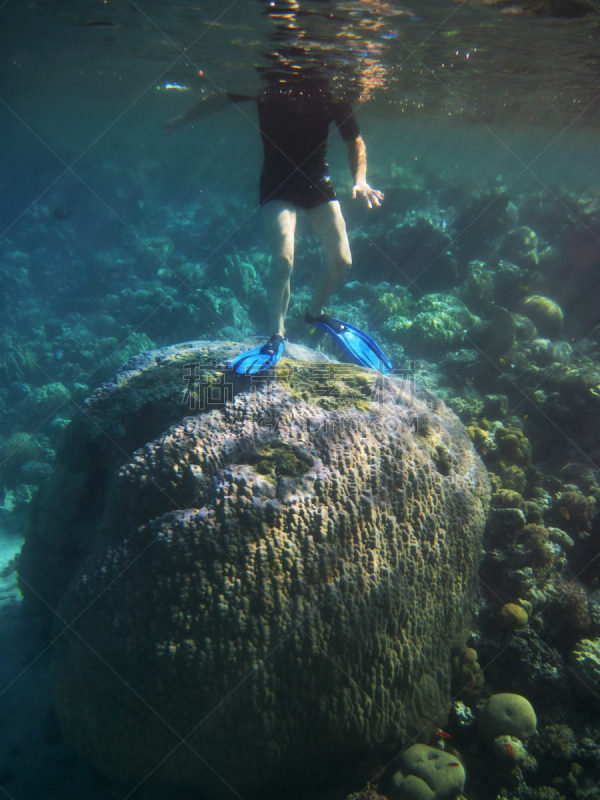 浮潜,塔巴,红海,自然,垂直画幅,水,埃及,海洋生命,海洋,中东