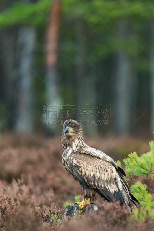 白尾鹰,希尤县,北方针叶林,白头鹰,海鹰,鹰,自然,垂直画幅,野生动物,无人